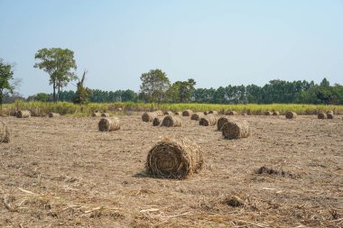 Kuru şeker kamışı yaprakları rulo