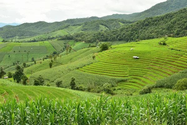 Campo di riso verde terrazzato al villaggio di Pa Bong Piang — Foto Stock