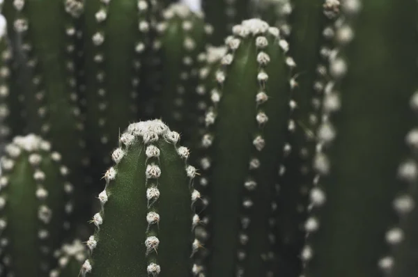 Primer plano de cactus en el jardín. —  Fotos de Stock