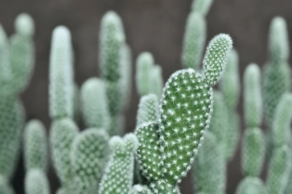 Opuntia microdasys cactus in the pot — Stock Photo, Image