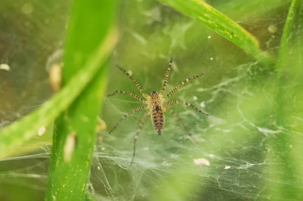 Primer plano de una araña con una tela de araña —  Fotos de Stock