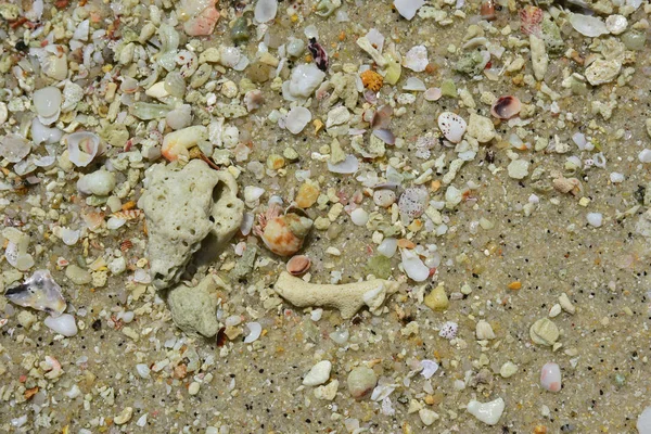 Hermit crab with corals at the coast — Stock Photo, Image