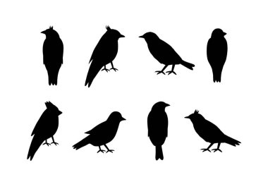 Beyaz arkaplanda kuş siluetleri