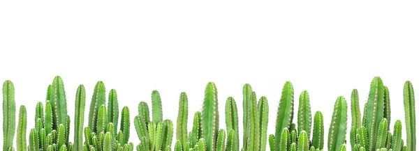 Plantes Cactus Sur Fond Isolé — Photo