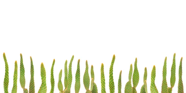 Piante Cactus Fondo Isolato — Foto Stock