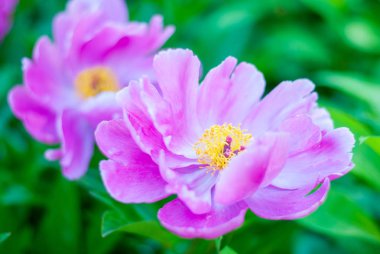 Yeşil bir arka plan üzerinde iki Şakayık Çiçeği