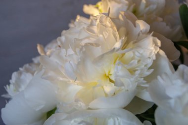 Beyaz çiçek buketi peonies yakın çekim