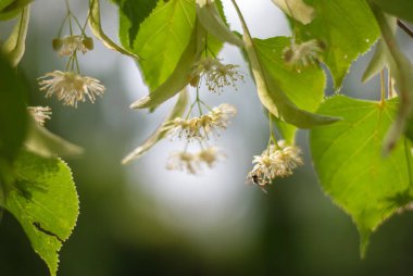 Limon Çiçekleri bir ağaç üzerinde Kapat