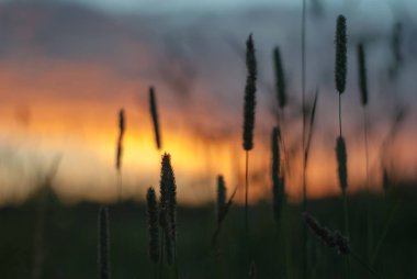 Akşam gökyüzü arka plan üzerinde çayır çimen