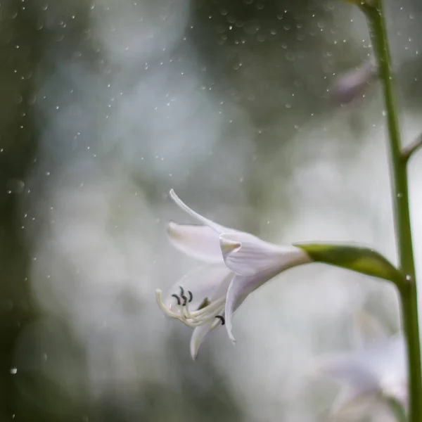 Çiçekli ev sahipliği yapan ve havadaki sprey