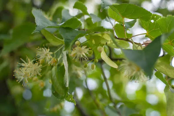Limon Çiçekleri bir ağaç üzerinde Kapat