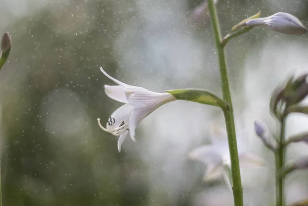 Çiçekli ev sahipliği yapan ve havadaki sprey