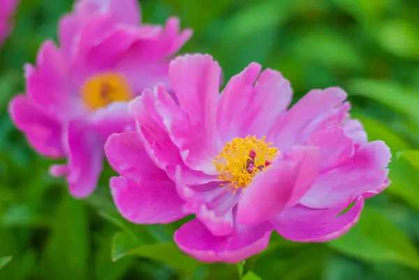 Yeşil bir arka plan üzerinde iki Şakayık Çiçeği