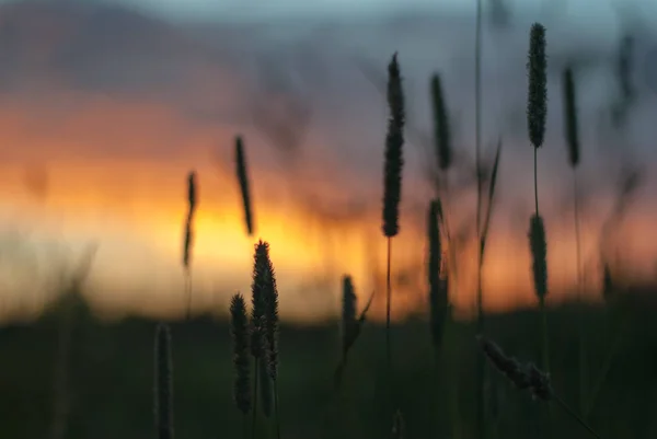 Akşam gökyüzü arka plan üzerinde çayır çimen