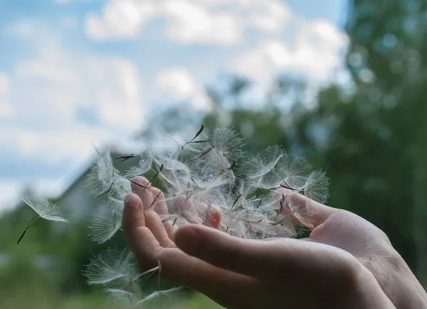 Avuç içi uzak tohumlar paraşüt sinek