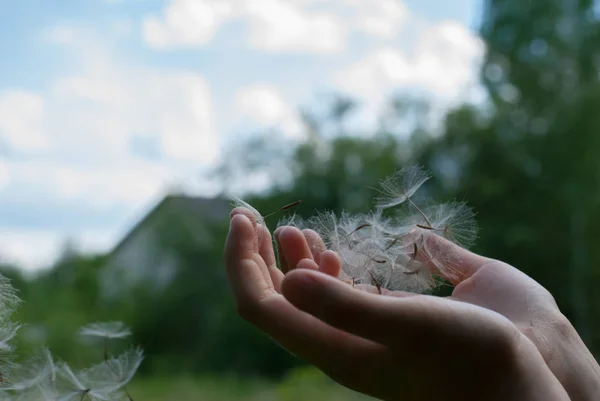 Avuç içi uzak tohumlar paraşüt sinek