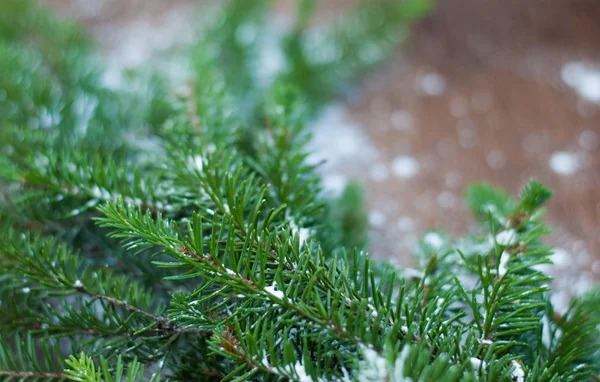 Ladin karda bir dalı yalan bir ahşap yüzeye kıvılcım.
