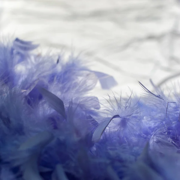 Nazik devekuşu tüyü arka plan