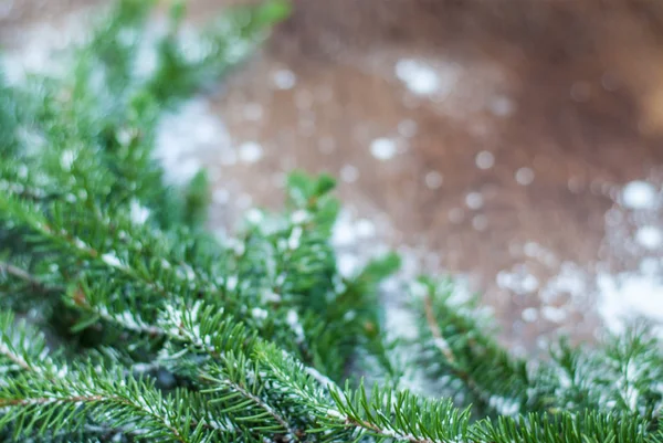 Ladin karda ufuk dalı yalan bir ahşap yüzeye kıvılcım.