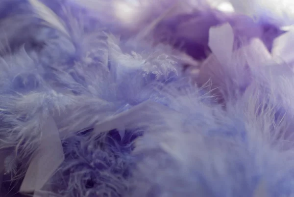 Nazik devekuşu tüyü arka plan