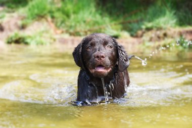 Labrador köpek yavrusu ileri suda, mutlu yüz yüzmek. Sıcak yaz gününde aşağı soğutma.