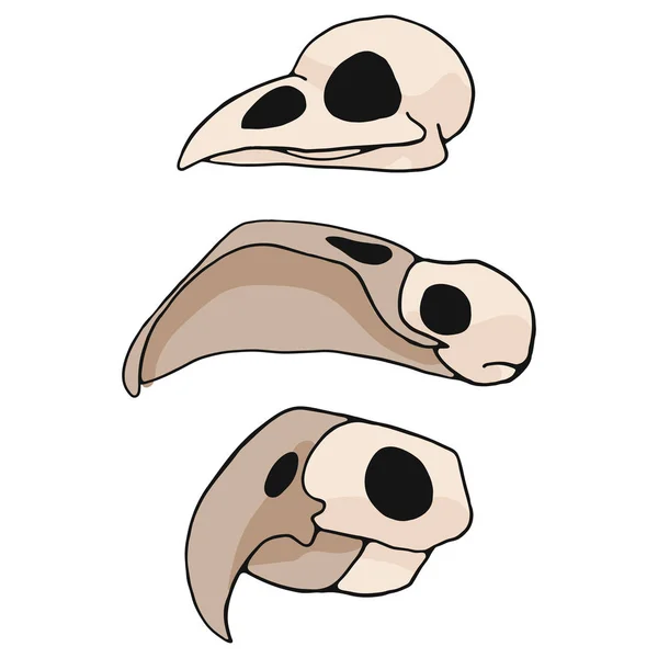 Uccello Cranio Cartone Animato Vettore Illustrazione Set Motivi Elementi Isolati — Vettoriale Stock