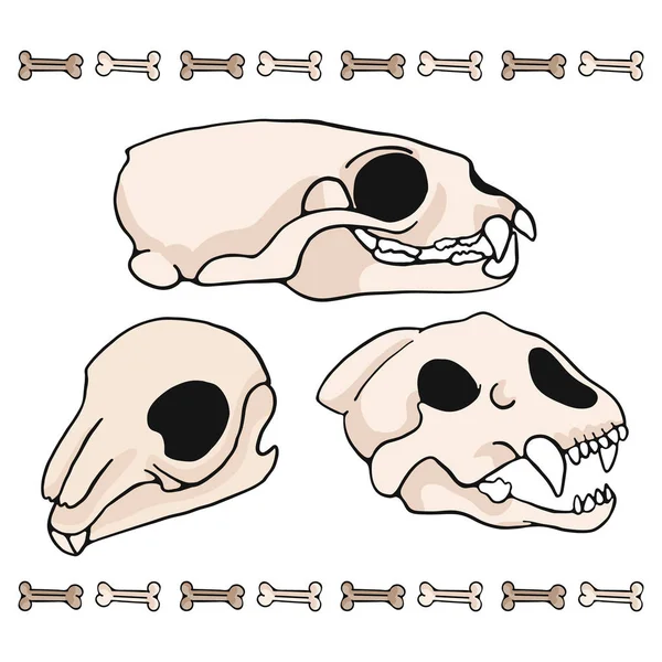 哺乳類の頭蓋骨漫画ベクトルイラストモチーフセット 手描きの孤立した虎 ミンク ウサギの骨要素クリップアート自然ブログ 自然史の骨格グラフィック 解剖学教育ウェブボタン — ストックベクタ