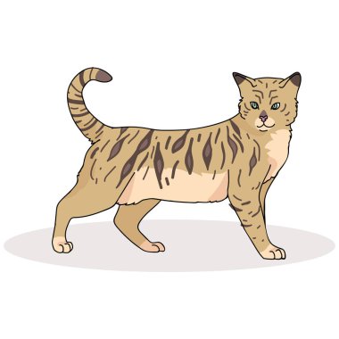 Sevimli bengal kedi karikatür vektör illüstrasyon motifi seti. Elle çizilmiş izole
