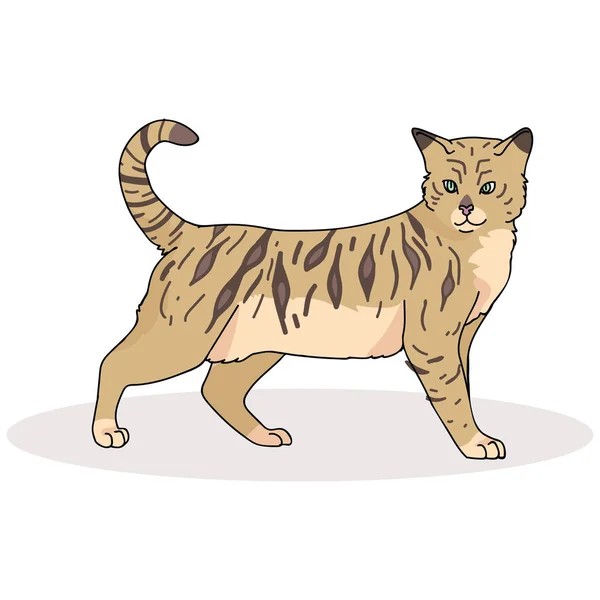 Schattig Bengalen kat cartoon vector illustratie motief set. Hand getrokken geïsoleerd — Stockvector