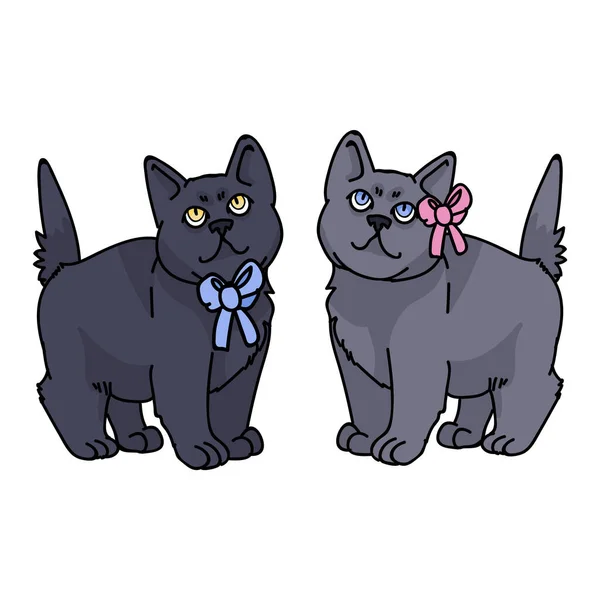 Mignon dessin animé British Shorthair garçon et fille chaton vecteur clipart. Race de chaton généalogique pour les amateurs de chat. Arc de genre chat pur pour salon d'animaux de compagnie avec arc. Illustration féline SPE 10 . — Image vectorielle