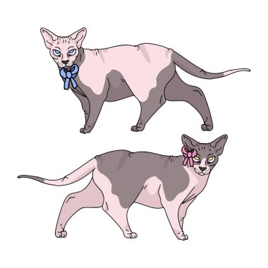 Tatlı çizgi film sfenks kedisi çocuk ve kız vektör klibi. Kedi severler için soylu egzotik kedi yavrusu. Evcil hayvan evi illüstrasyon maskotu için safkan kedi yavrusu. İzole edilmiş tüysüz kedi barınağı. EPS 10