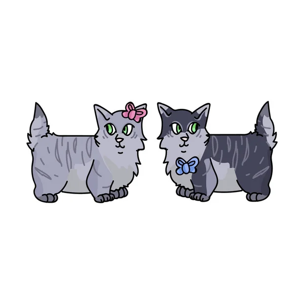 Netter Cartoon munchkin Kätzchen Gesicht Junge und Mädchen Vektor Cliparts. Rasse Pedigree Kitty für Katzenliebhaber. Reinrassige graue Hauskatze als Maskottchen für die Tierstube. Isolierte Katzenhauskatze. EPS 10. — Stockvektor