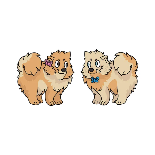 Cute kreskówki pomeranian szczeniak chłopiec i wektor dziewczyna clipart. Hodowla psów rodowodowych dla miłośników psów. Czysty pies domowy do ilustracji salonu zoologicznego. Pojedynczy pies myśliwski. — Wektor stockowy