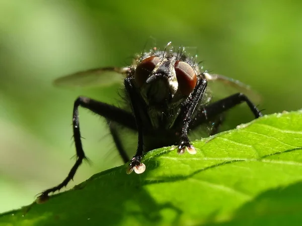          .              Bak. Sana bakıyor.. 