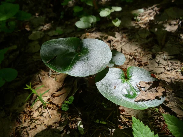 Yaprakları hareket, güneş böyle bir resim oluşturdu.