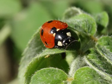               Küçük Güzellik yaprakları içinde saklandı, sarılmış ve iyi bir atış var.