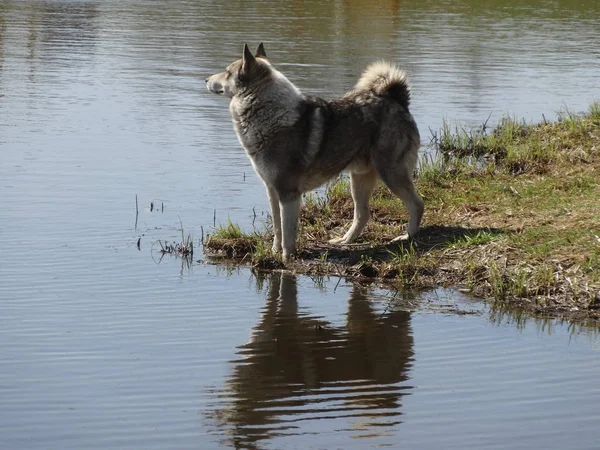 Sahibi köpek yakında geri gelmek için söz verdi, ama gecikti. Ve sadık köpek büyük bir sabırsızlık ile onu bekliyor.