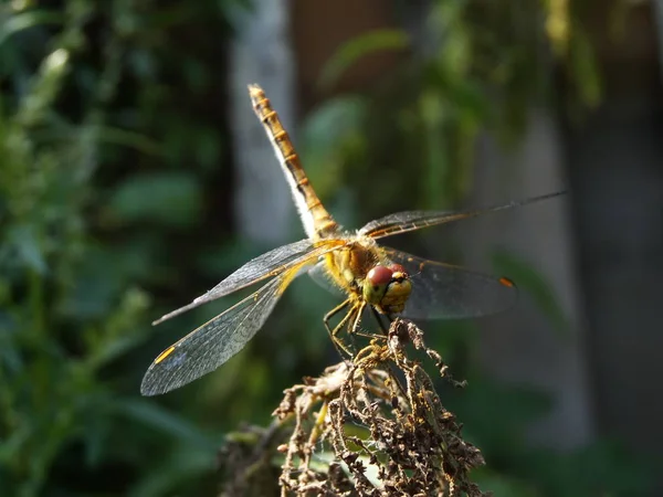 Dragonfly güzel bir poz içinde dondu, bana izin ver.