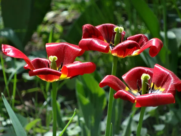 Soluklaşan laleler bile çok güzel..