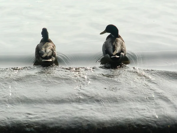         Drake uzun süre yelken açtı. ortağım ve ben seninle tanışmak istediğini anladım..