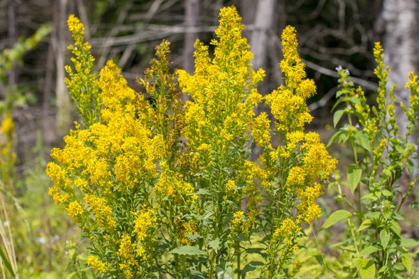 St. John\'s wort is a yellow healing flower. Medicinal and healing herbs. Hypericum