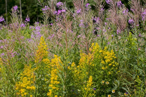 St. John\'s wort is a yellow healing flower. Medicinal and healing herbs. Hypericum