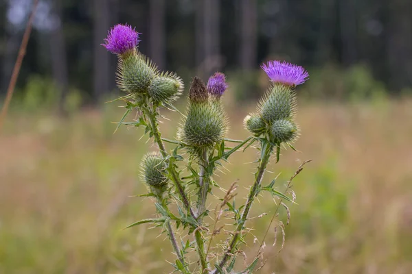 Thistle buds and flowers on a summer field. Thistle flowers is the symbol of Scotland.