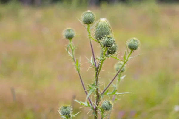 Thistle buds and flowers on a summer field. Thistle flowers is the symbol of Scotland.