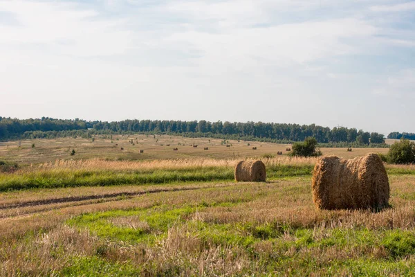 Field with a haystack. Hay on the field. Harvest field at sunset.