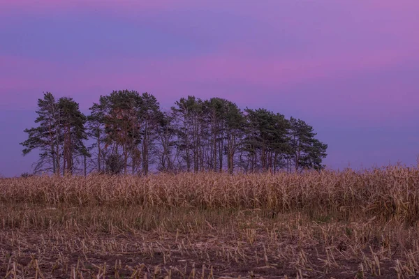 Autumn sunset in a cornfield. Dried grass and pink sunset. Cornfield at sunset.