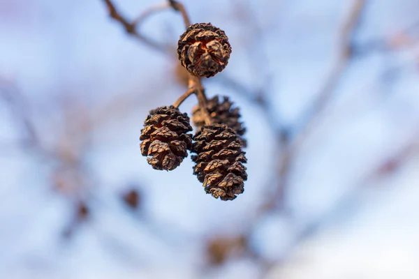 Blooming red alder, cones and earrings. Nature