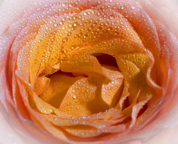 Tea rose. Blooming flower.