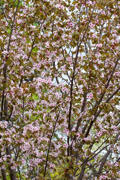 The blooming of the pink Sakura. Cherry and Apple.