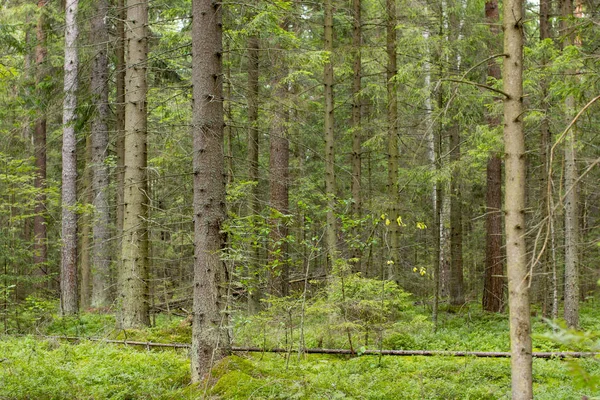 Environmental-friendly wood. The green nature of the forest.